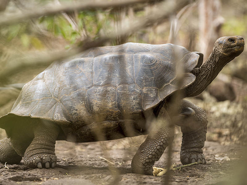 Giant Tortoise or “Galapago”